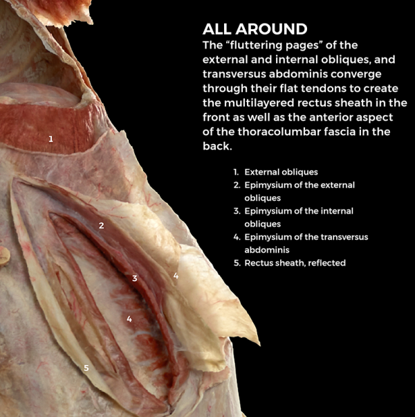 External and internal obliques on FREIA.