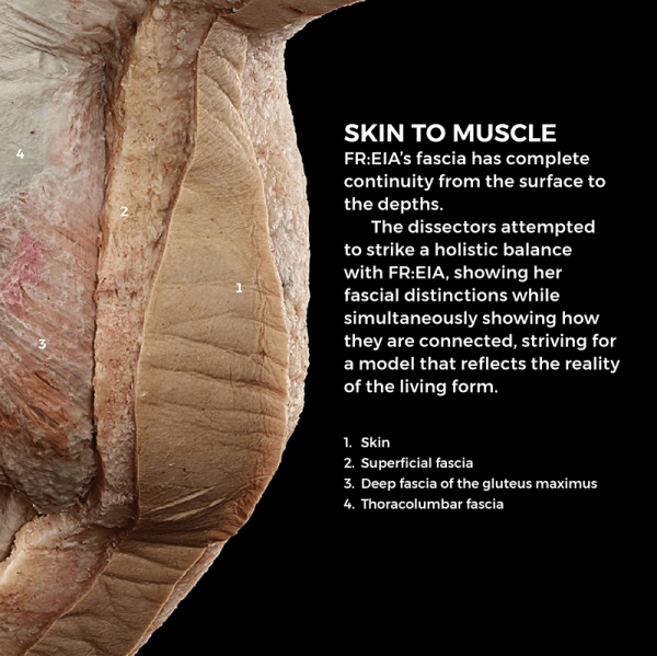 A description of how skin to muscle and surface depth of the anatomy is possible on FREIA.