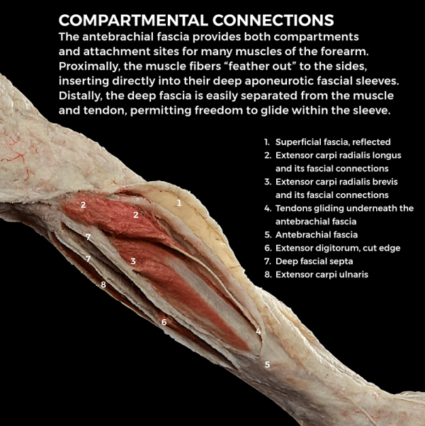 Compartmental connections in the antebrachial fascia on FREIA.