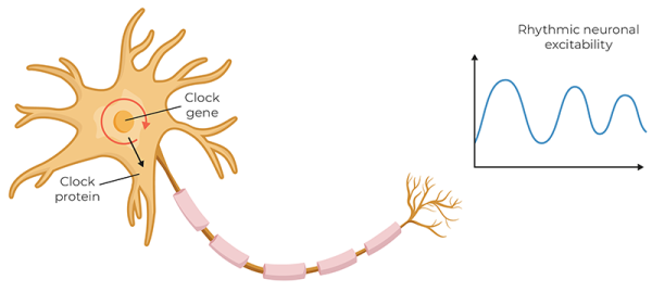 Illustration of transcription-translation feedback loop.