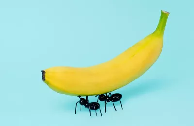 two black ants carry a banana.