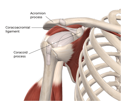 coracoacromial arch and the acromion process.