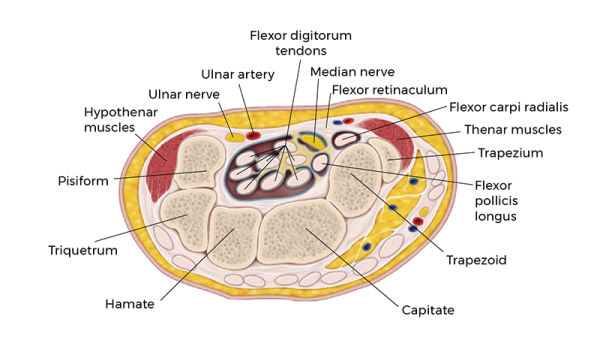 A cross section of the wrist.