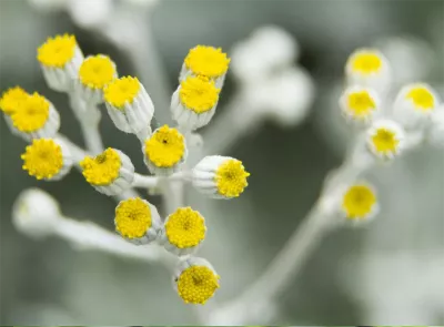 Yellow valerian root. 