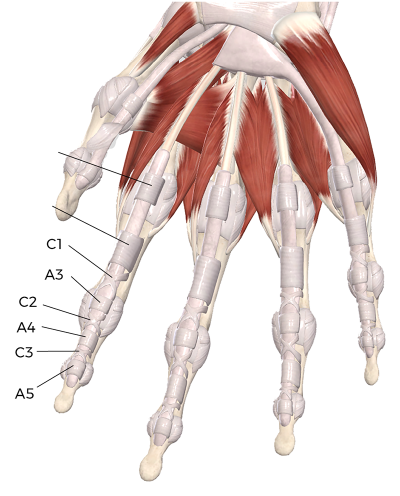 The six annular and cruciate pulleys of the fingers, labeled on a hand.