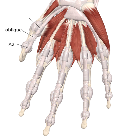 diagram of a whole hand labeled with Connective tissue pulleys of the thumb, the oblique and the A2.