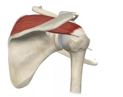 Diagram of the supraspinatus.