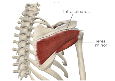 Diagram displaying the infraspinatus and teres minor.