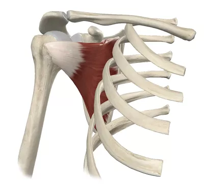 Diagram of the subscapularis.