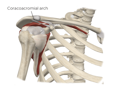 Diagram of the coracoacromial arch.