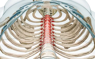 Depiction of the thoracic spine.