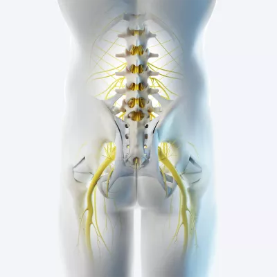 A posterior illustration of the pelvis.