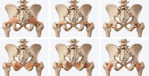 A display of the deep six lateral rotators.