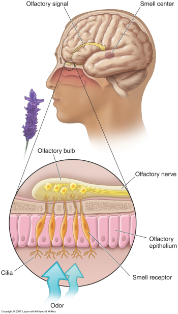 the olfactory bulb inside the head, as well as the receptors and olfactory nerve in the brain.
