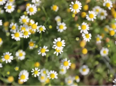 a small budding yellow and white flower.