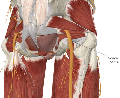 The sciatic nerve is highlighted.