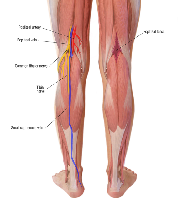 the nerves and veins in the musculature of the legs, posterior view.