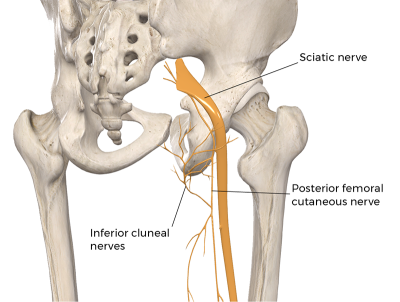 Branches of the inferior cluneal nerves. 