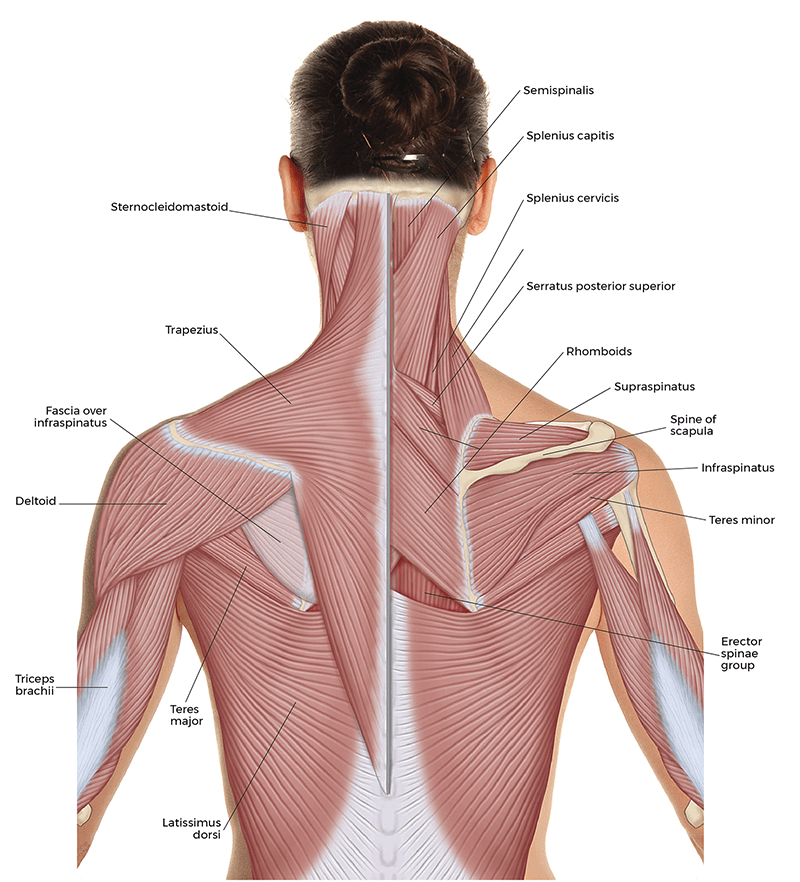 cervicocranical extensor musclature from the semispinalis in the head, SCM in the neck, down to the various muscles of the back.