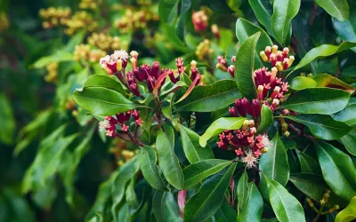 a clove plant