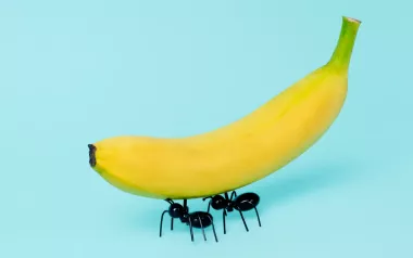 two black ants carry a banana.