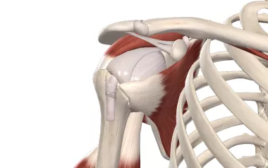 The acromion process and coracoacromial ligament and arch.