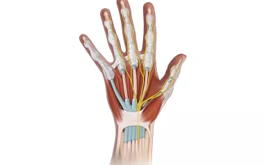 detailed small bones, tendons, and nerves of the wrist and hand.