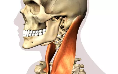 sternocleidomastoid (SCM) muscle in the neck.