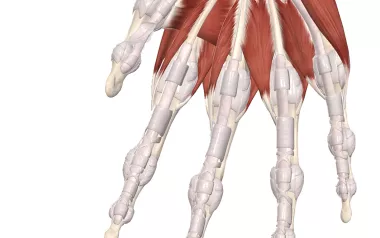 anatomical diagram of the hand bones, annular and cruciate pulleys of the fingers.