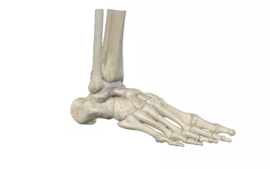 an anatomical view of the bones and joints that make up the ankle.