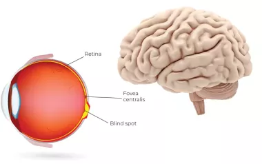 diagram illustrating the eye brain relation.