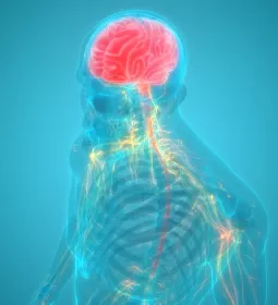 An illustration provides a see-through image of the torso and brain, with some nerves and the brain highlighted.