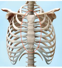 A circle draws attention to the sternum on an illustration of the bones of the torso.