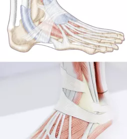Two illustrations showing the inner workings of the feet.