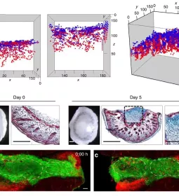 Charts showing fascia fibroblast choreography in injury repair.