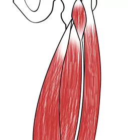 Quadriceps muscle group.