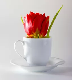 Proteus flower in a teacup.