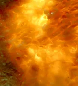 Human plastinate model of muscle and lung tissue.