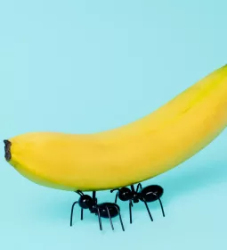 two black ants carry a banana.