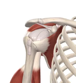 The acromion process and coracoacromial ligament and arch.