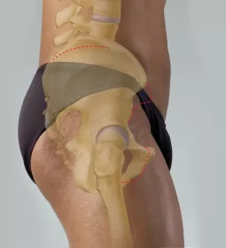 lateral view of the coxal joint at the head of the femur.