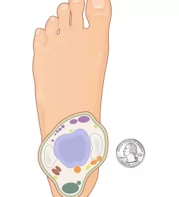 The tibiotalar joint in the foot, shown as a slice.