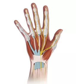 detailed small bones, tendons, and nerves of the wrist and hand.