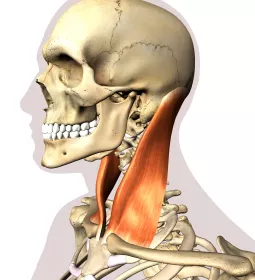 sternocleidomastoid (SCM) muscle in the neck.