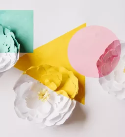 three pastel-colored geometric shapes overlayed over 3 white flowers.