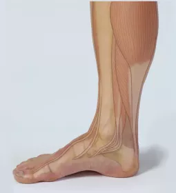 Diagram of a foot with tendons and bones labeled.