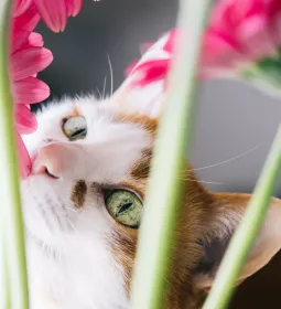 a cat smelling a blooming pink flower.