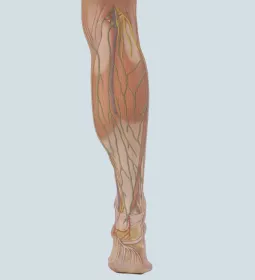 the popliteal fossa muscle in the leg.