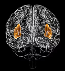 spider web outline of a brain with the left lobes and right lobes highlighted.