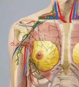 thoracic outlet, scapula, clavicle, and pectoral muscles on a diagram.